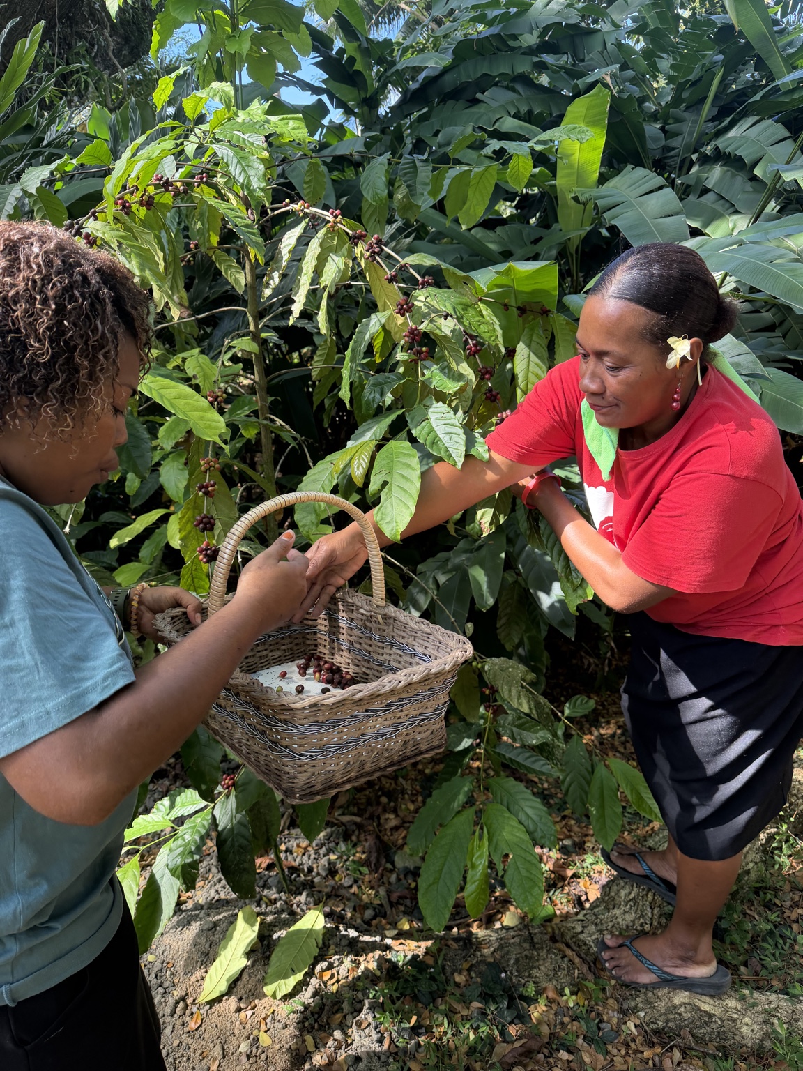 Two local women picking ripe coffee cherries at Namawa Private Estate in Savusavu, Fiji